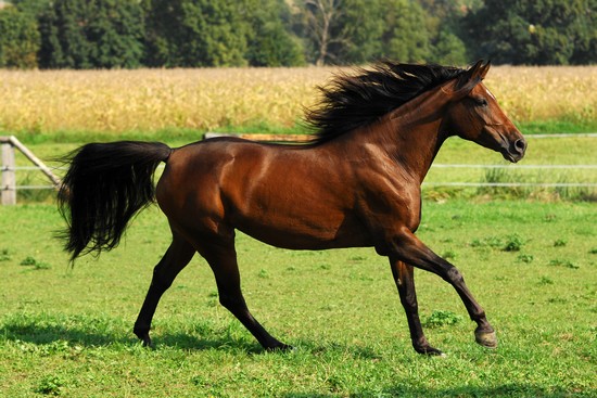 cheval 1